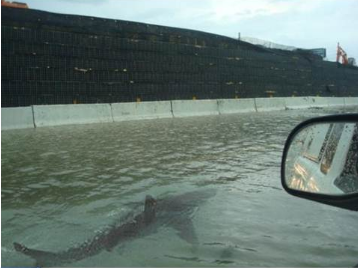 Fake shark pictures: shark in the flooded streets of Puerto Rico