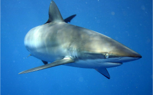 The silky shark was found in the volcano crater
