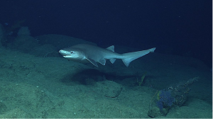 The Bluntnose Sixgill Shark
