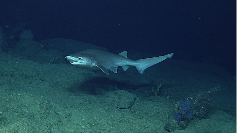 The Bluntnose Sixgill Shark