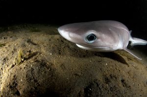 Bluntnose Sixgill Shark Pup