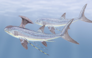 Stethacanthus sharks