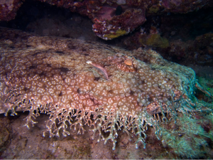 Head shot of the tasselled wobbegong shark
