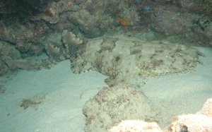 The Tasselled webbogong shark