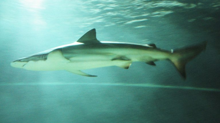 A Bronze Whaler Shark In Auckland