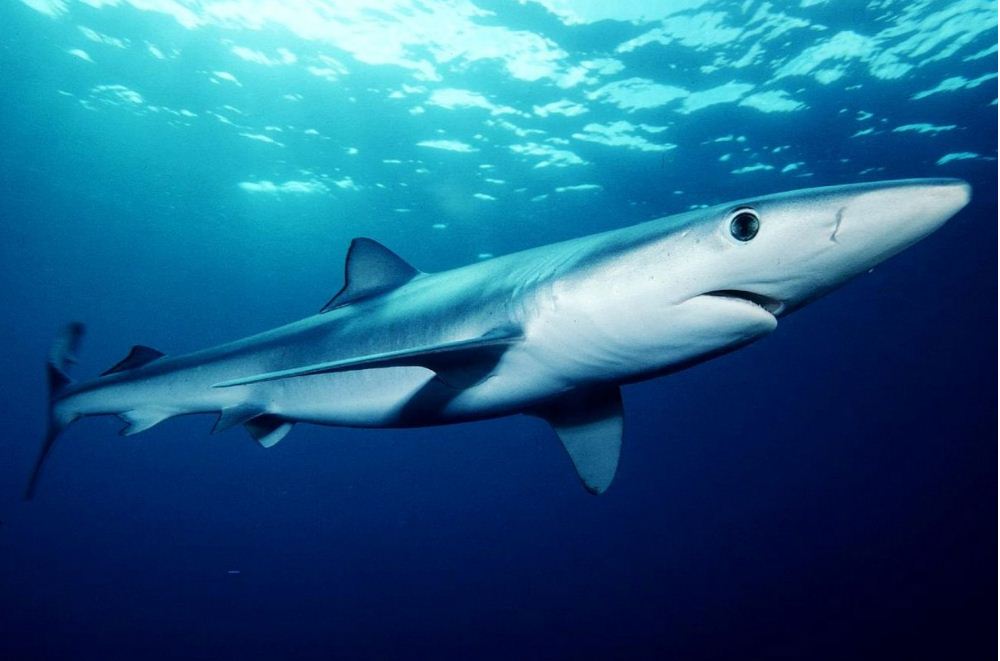 The Blue Shark