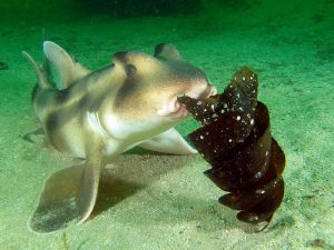 crested bull shark eating port jackson egg