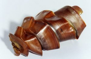 Egg case of a Port Jackson Shark