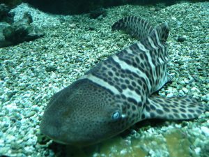 A Juvenile Zebra Shark