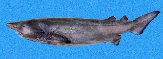 A Prickly Shark