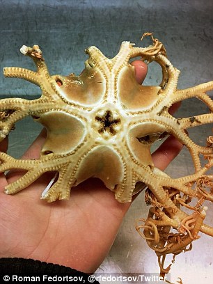 Unusual Fish