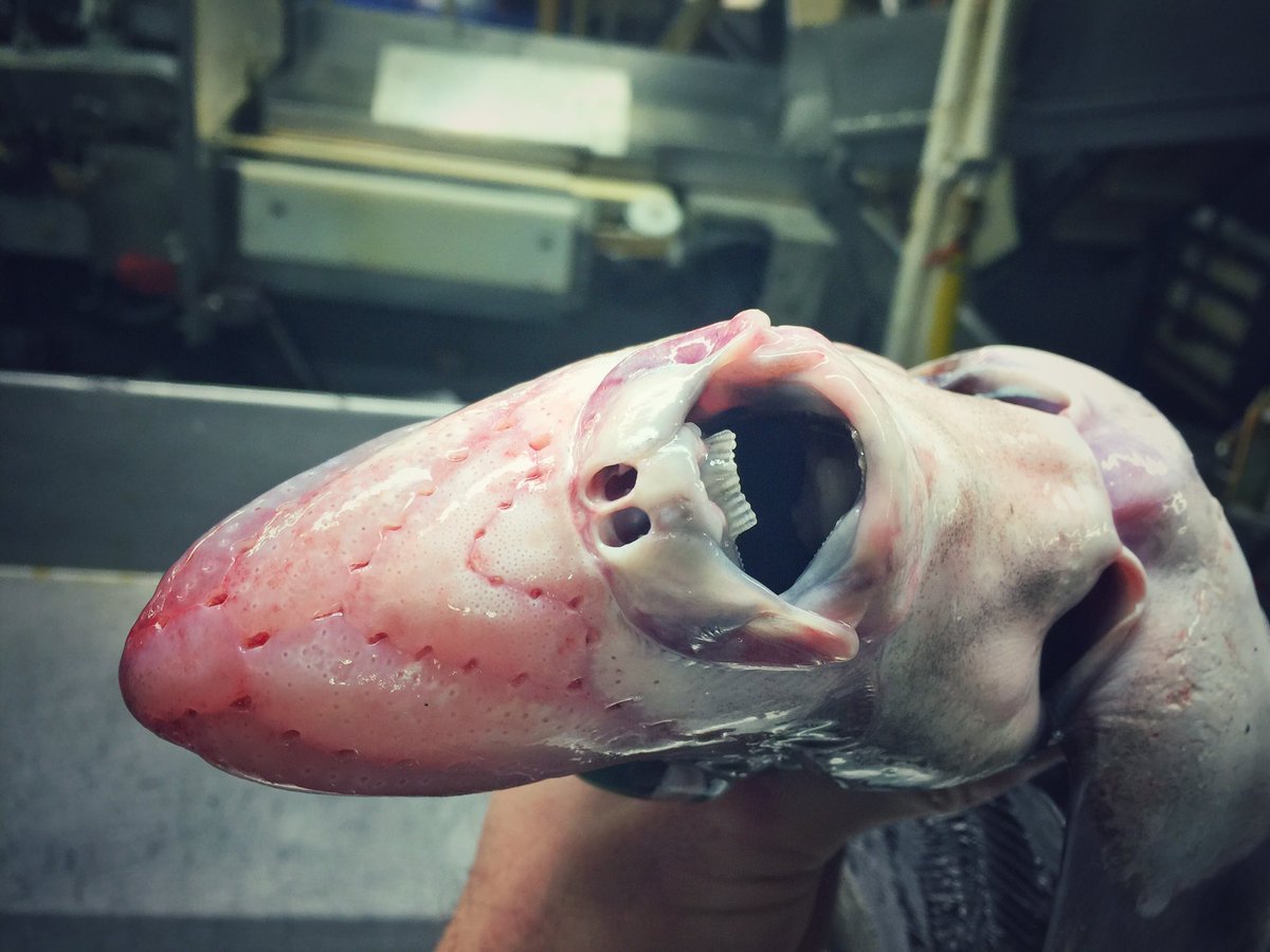 unusual fish