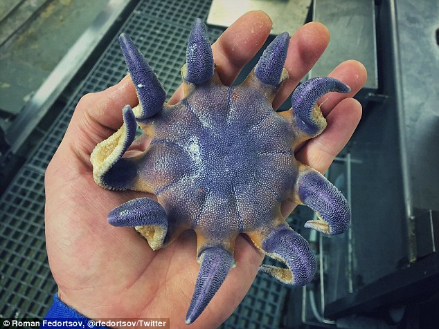 unusual fish
