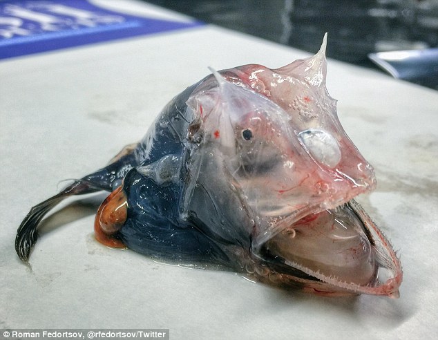 Unusual fish