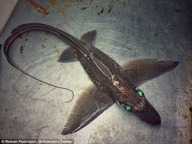 A Chimaera Or Ghost Shark