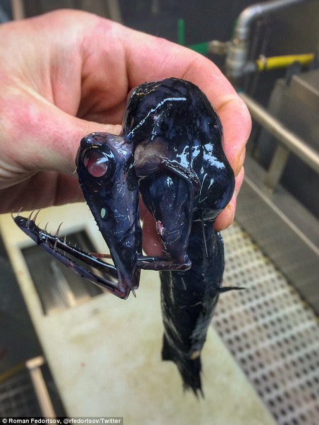 Unusual fish