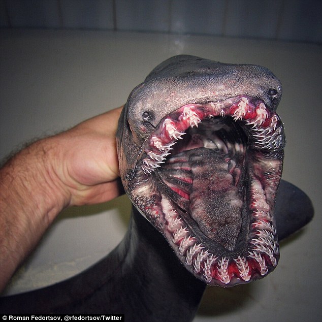 A Frilled Shark