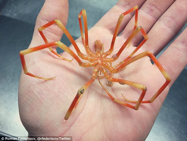 Unusual Fish