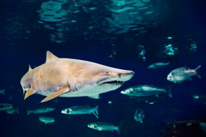 Due to its hardy nature, the sand tiger shark is a favorite of aquariums worldwide