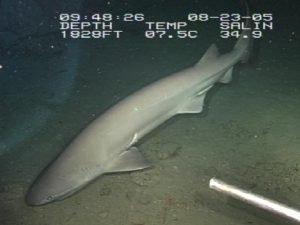 Bluntnose sixgill sharks eat the young of prickly sharks