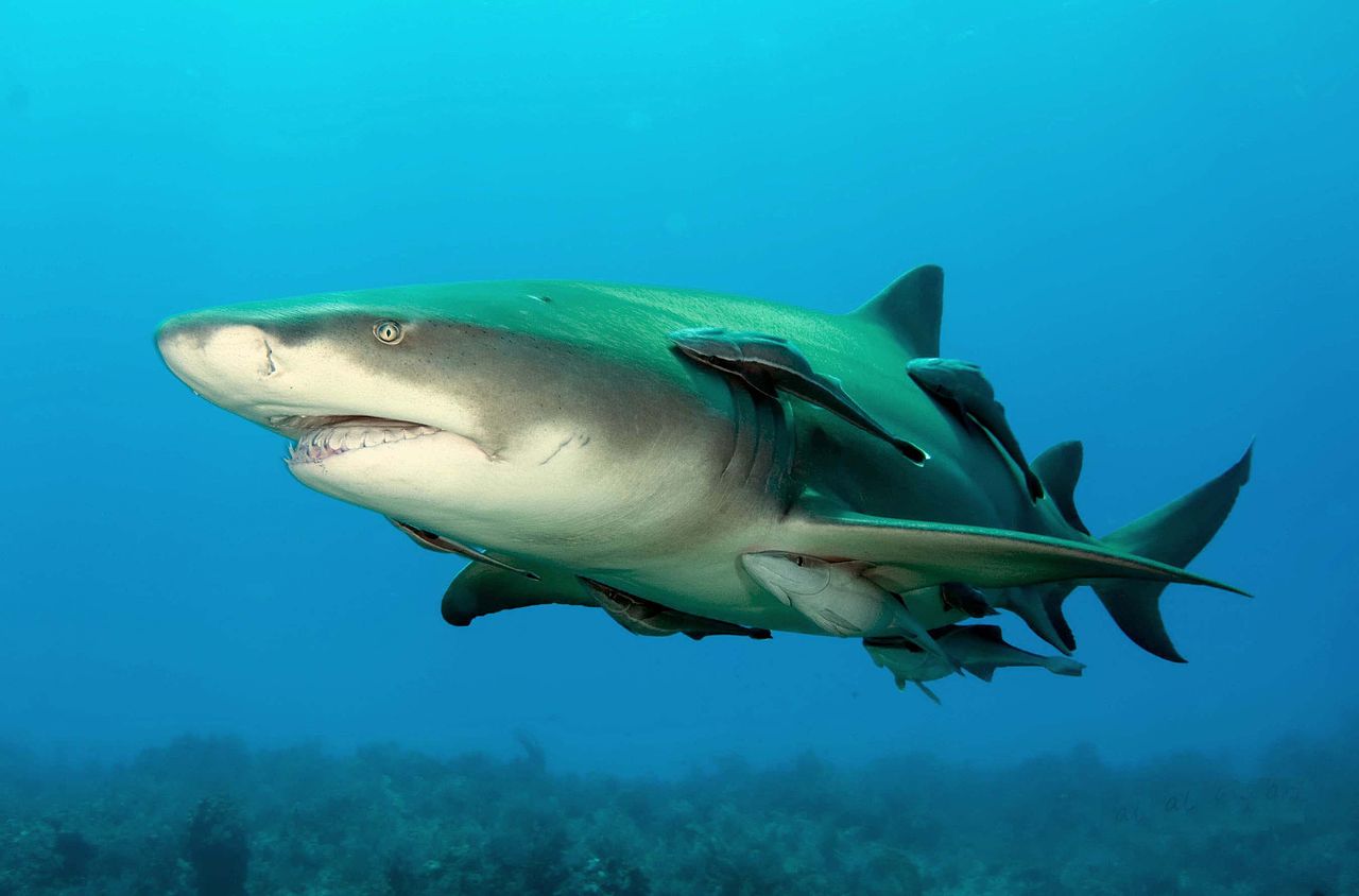 Lemon Shark With Remoras
