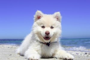 Cute Dog: Tiger Sharks Diet