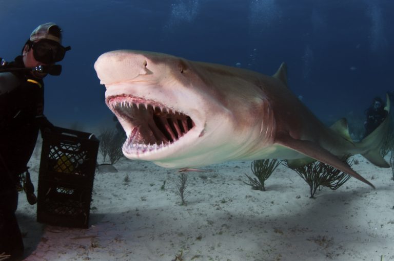 A Large Lemon Shark