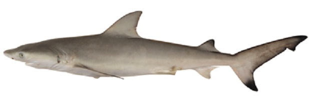 Dog-faced Water Snake: The Nervous Shark