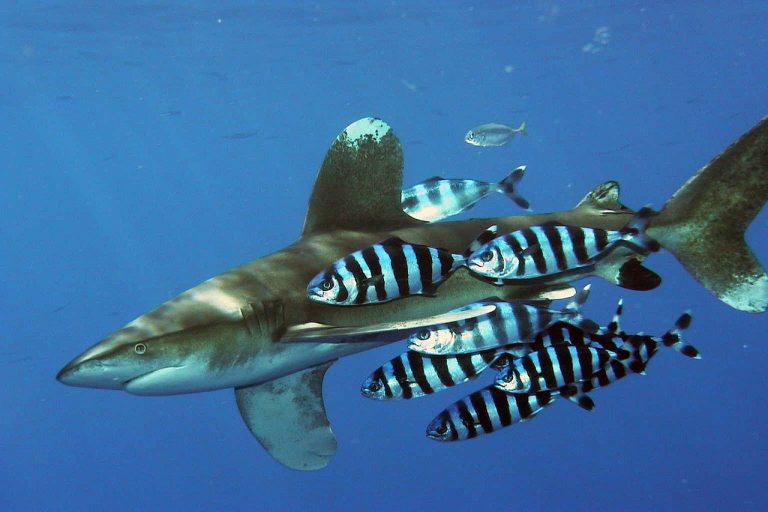 Oceanic Whitetip Shark Near Egypt