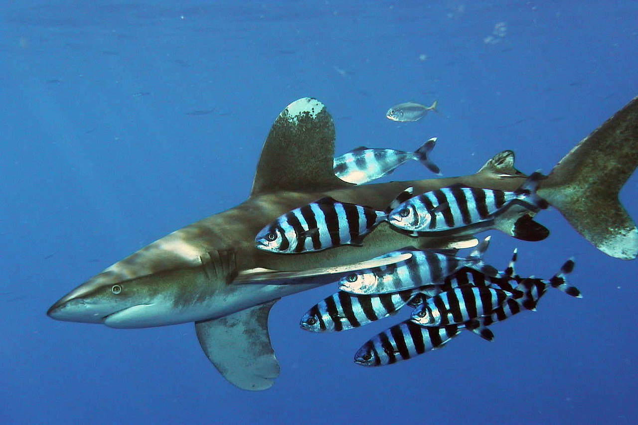 Oceanic Whitetip Shark Near Egypt