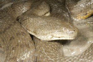 The Dog-Faced Water Snake: Nervouse Shark Food Item