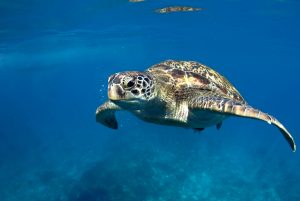 Sea Turtle: Tiger Sharks Diet