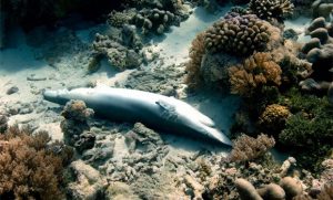 Finned Mako Shark: Shark Poaching
