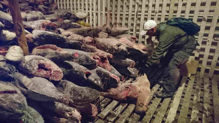 The Illegal Catch: Shark Poaching