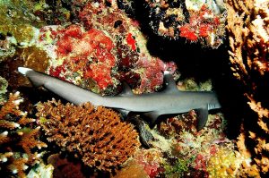 Whitetip reef shark wriggling into a reef