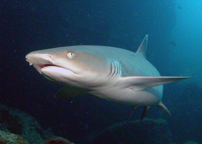 Whitetip Reef Shark