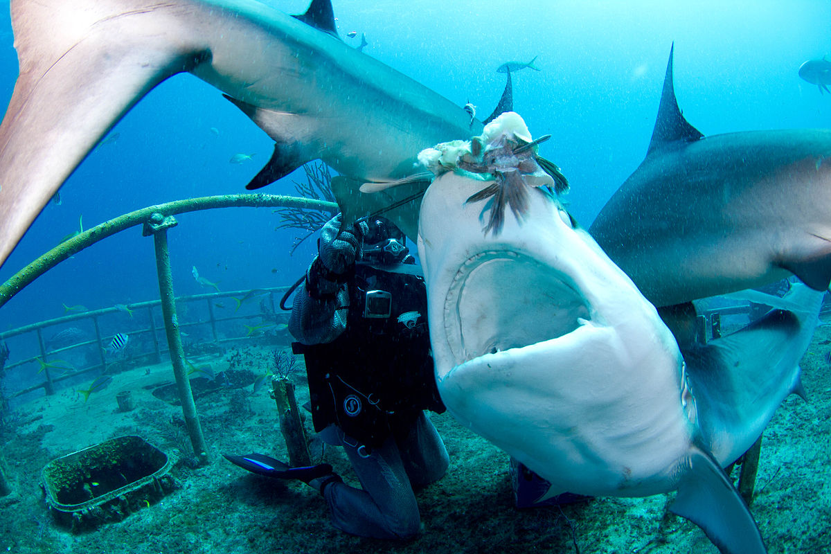 Shark Feeding Remains A Controversial Subject To Date: Caribbean Reef Shark