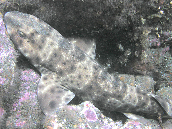 A Swell Shark
