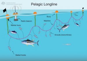 Pelagic Longlining Illustration