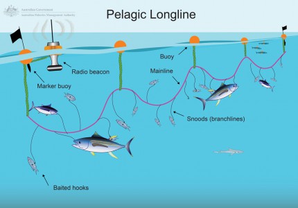 Pelagic Longlining Illustration