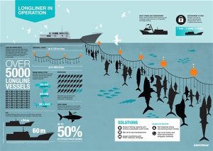 Longline For Tuna Fish