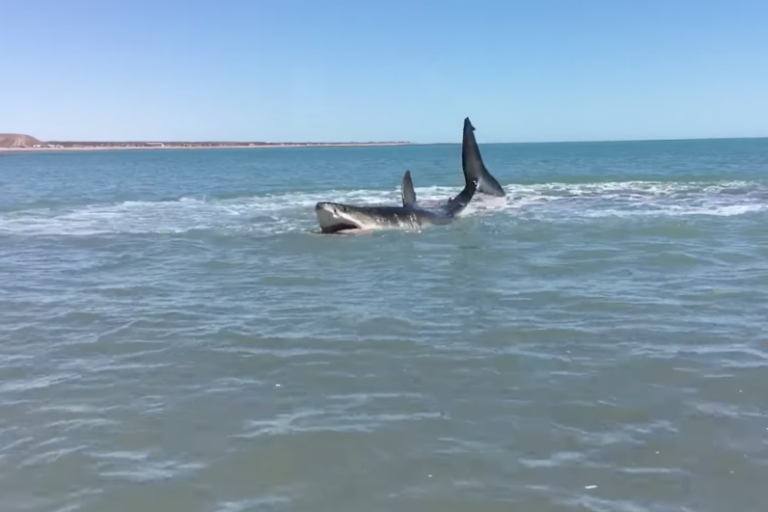 Shark Video 2017