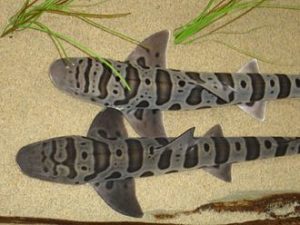 Leopard Shark