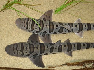 Leopard Shark