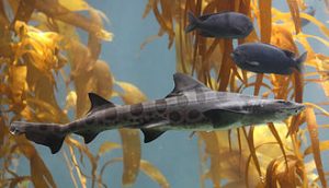 Leopard Shark ; dead sharks in SF Bay