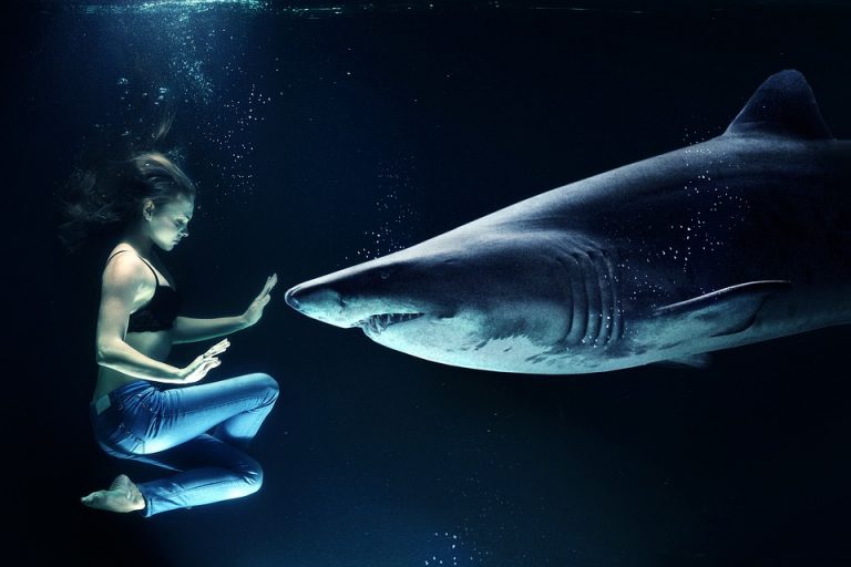 How Do You Survive A Shark Attack