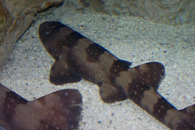Whitespotted Bamboo Shark