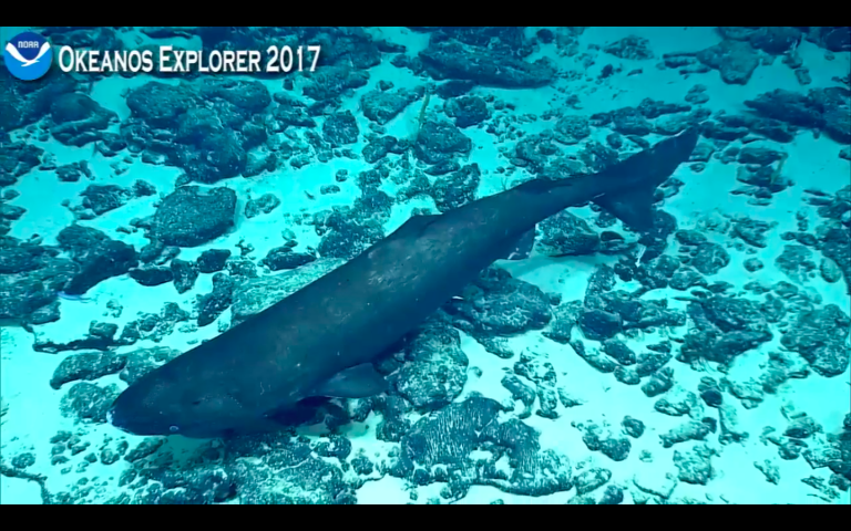 Pacific sleeper shark