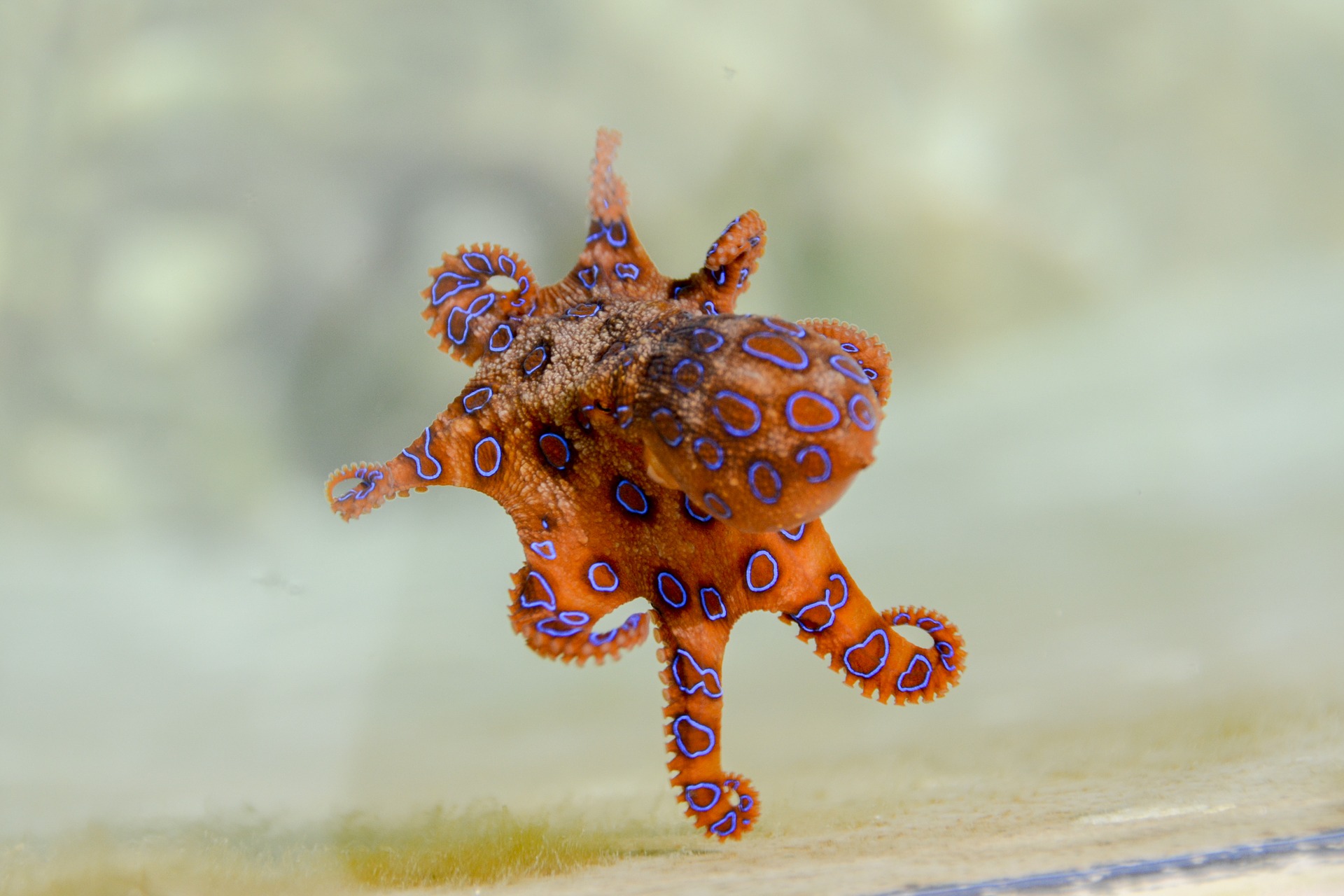 A Blue-ringed Octopus.