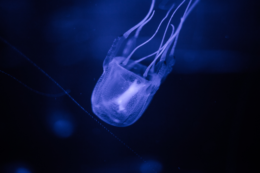 Box Jellyfish: dangerous sea creatures